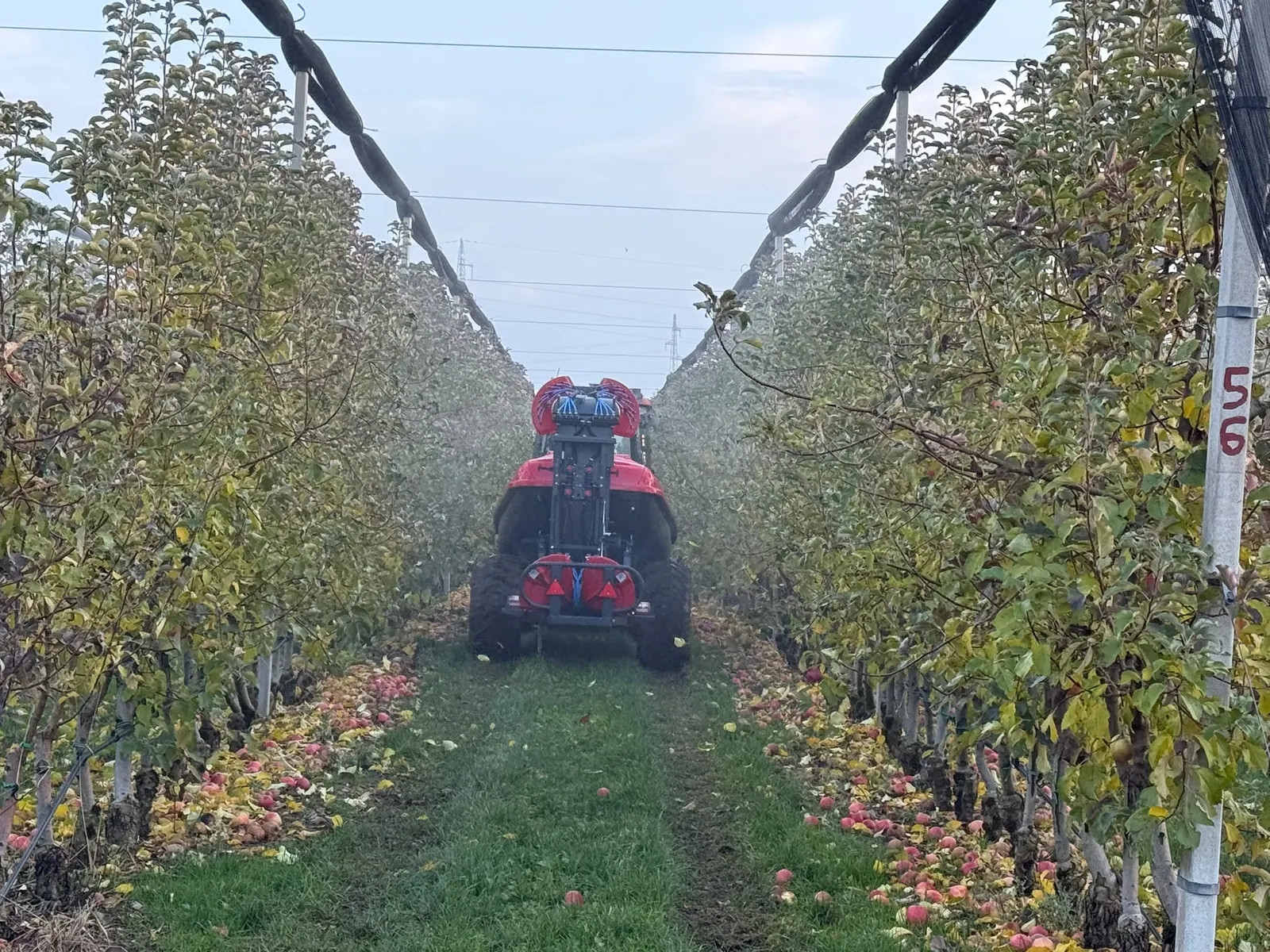 Traktor s atomizerom prska red jabuka u voćnjaku pod mrežom